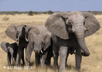 Elephant Family, Etosha