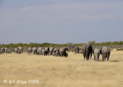 Elephants Herd passing by, Etosha