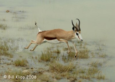 Leaping Springbok, Etosha