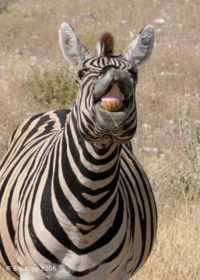 Laughing Zebra, Etosha