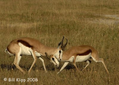 Dueling Springbok Sequence, Etosha 3