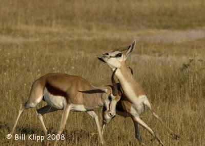 Dueling Springbok Sequence, Etosha 5