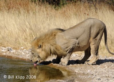 Lion Drinking, Ongava 1