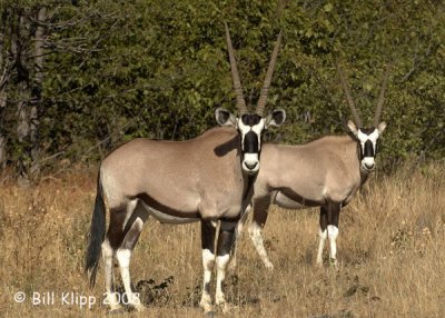 Oryx, Ongava 1