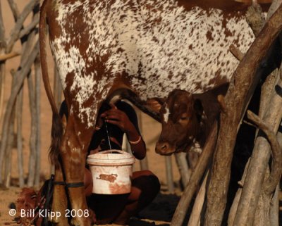 Himba Hilking CowTribe, Serra Cafema 1