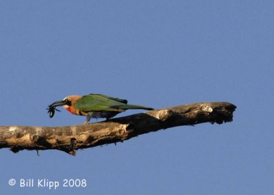 White Fronted Bee Eater  Chiawa 1