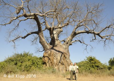 Baobab Tree Chiawa 2