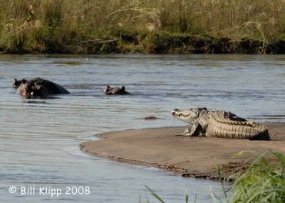 Crocodiles Chiawa 01