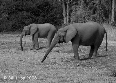 Elephants Mfuwe 1