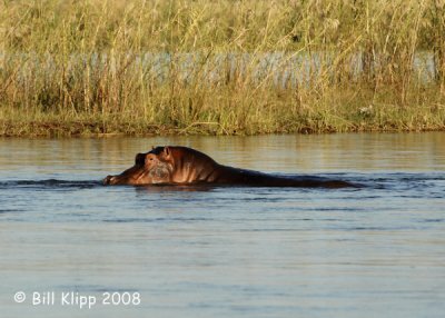 Hippos Chiawa 1