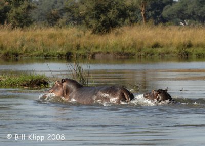 Hippos Chiawa 4