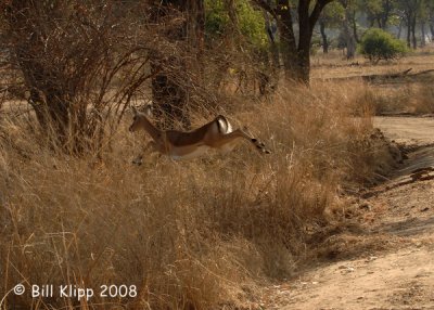 Impala, Mfuwe 2