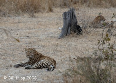 Leopards, Mfuwe 1