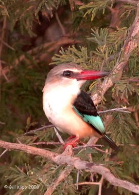 Malachite Kingfisher, Chiawa