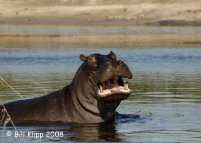 Hippo, Chobe 1