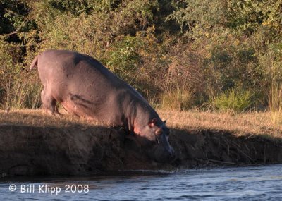 Hippo Diving, Chiawa 8