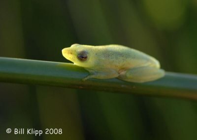  Long Reed Frog, Okavango