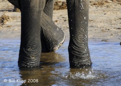 Elephant, Chobe 8