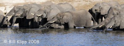 Elephants Drinking, Chobe 3