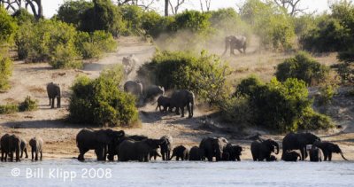 Elephants Headed to the Chobe River