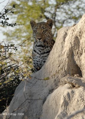 Leopard, Okavango 5
