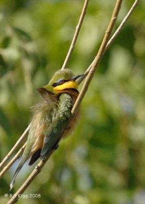 Little Bee Eater, Okavango  1