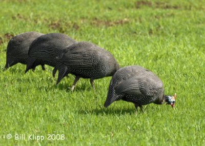 Guinea Fowl, Cape Town 2