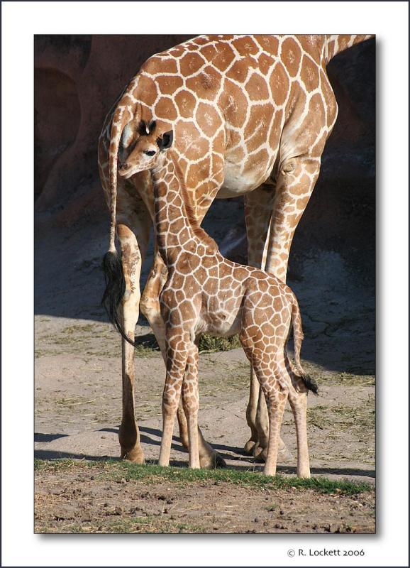 Baby Giraffe