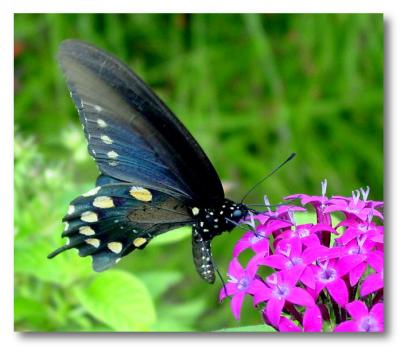 g3/57/607557/3/53251489.swallowtail2.jpg