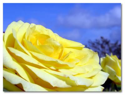 g3/57/607557/3/53251774.yellowrose2.jpg