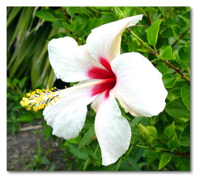 g3/57/607557/3/53259897.hibiscus1.jpg