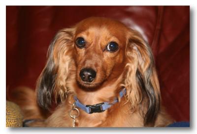 g3/57/607557/3/53479837.abbytailwag.jpg