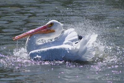 pelican play 2