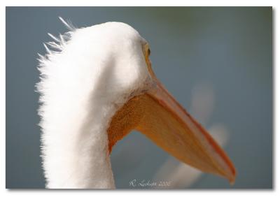 A Passion for Pelicans