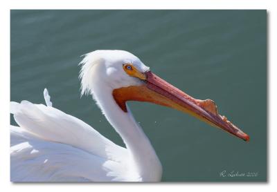 pelican in charge