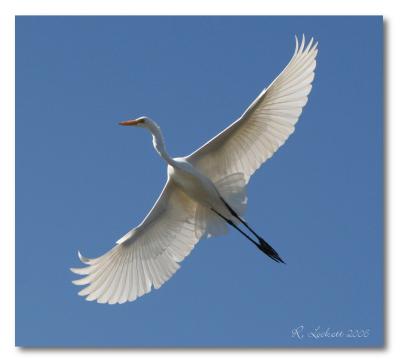 egret in flight