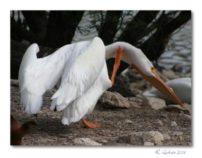 hard-to-reach itch