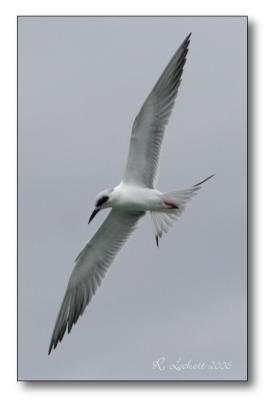 Forster's Tern searching for minnows