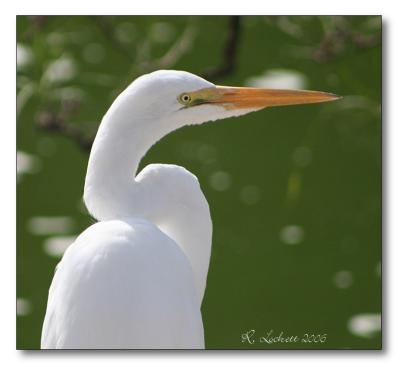 egret in morning light