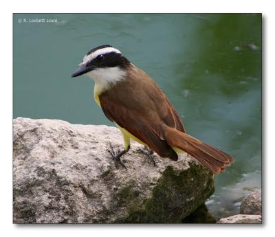 kiskadee by the pond