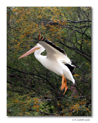 gliding free as a kite