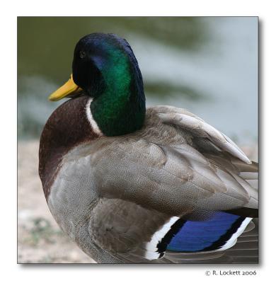 a handsome duck