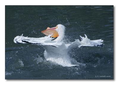 Ballet of the pelican :)