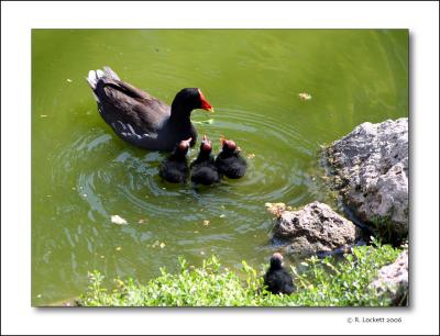 Moorhen with brand new babies