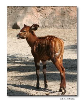 Baby Bongo Antelope