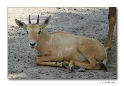 Baby Arabian Oryx