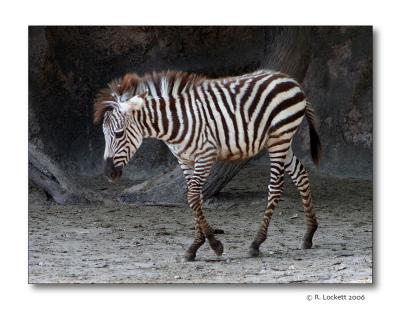 Baby Zebra