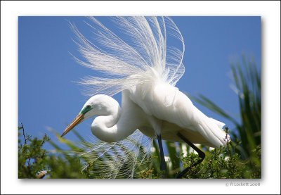 Egrets in Spring