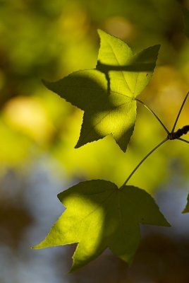 Yet more leaves...