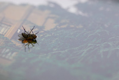 Dead fly, Leuven